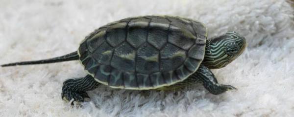 红心柚怎么种，种植技巧和注意事项