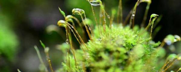 侧柏的寓意和象征风水