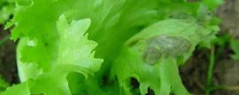 害虫大体分类，分为食叶类、刺吸式、蛀食性和