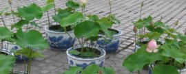 金丝瓜介绍，属于西葫芦的变种