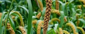 肉桂种植条件，喜欢温暖湿润的气候