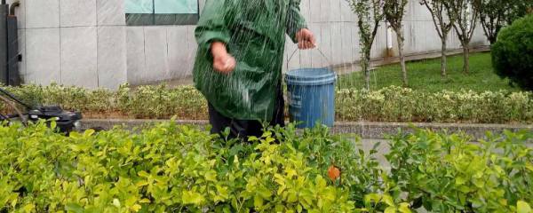 怎么对蜜柚使用尿素，一般可采用深施覆土的方法
