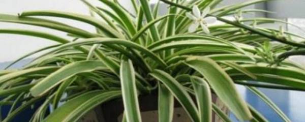 红肉脆梨甜瓜种子，种植技巧