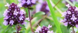 石竹种子的种植方法，建议在9至10月份进行种植