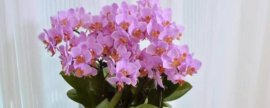 蝴蝶兰的花语及寓意是什么，花语是幸福到来、永结同心、事事顺心