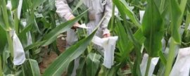 霜霉病用什么药物疗效最好