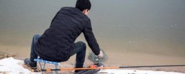 木荷有哪些病虫害，病虫害有褐斑病、地老虎和蛴螬等