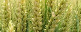 山水牛是益虫还是害虫，属于害虫