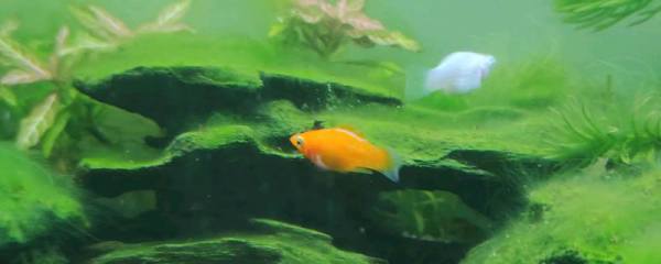 麒麟掌日常养护方法，生长期要保持阳光充足