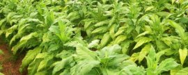 袖珍菇的生长条件