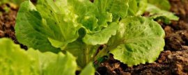 板蓝根桃蚜的为害特征，为害嫩叶、新芽和花器