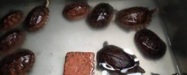 蜘蛛吃苍蝇吗，属于食肉性动物会吃苍蝇