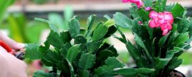 花生的生长特点，花生对土壤和气候的适应性很广