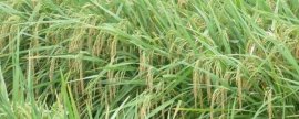 蚕豆种植时间，蚕豆的种植季节可以在秋季或春季
