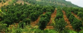 彼岸花球茎种植方法是什么，通常需要在秋季或春季进行种植