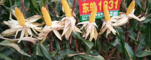 黄芪种子哪里有卖的，黄芪种子购买攻略