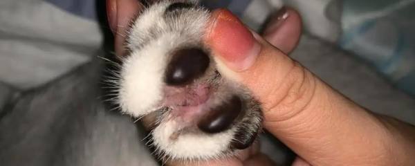 撒复合肥多久起效，大约10天左右就可见效