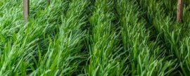 韭菜种植和管理方法