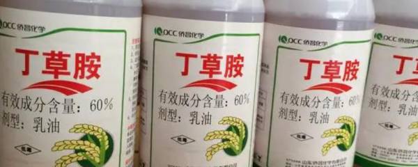 大棚蓝莓怎么种植，有哪些技术要点