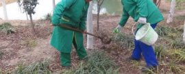 春季绿化苗木施肥方法，磷肥应深施至根系分布密集处