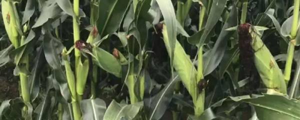 河蟹高效养殖技术要点，投喂的饲料有植物性饲料和动物性饲料
