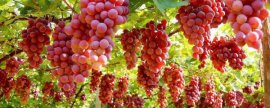 花螺的养殖要点，将水温保持在23-30℃之间