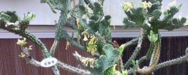 白菜籽能不能隔年种植