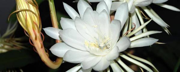 昙花有没有毒，不适合放在室内