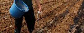 丝瓜怎么种植，施足基肥后可亩栽2800株左右