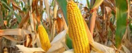 种植苦瓜打什么农药，主要取决于病虫害类型