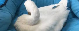 养殖散养鸡，如何提高散养鸡的产蛋率