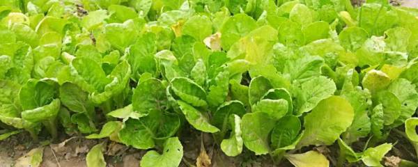 海娜花什么时候开花，在6月-10月开花