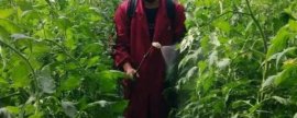竹荪适合什么地方种植，适宜种植的地区和条件