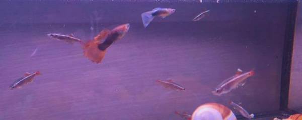 朱顶红种子种植方法，准备育苗土壤