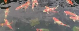 容易受涝的洼地种什么