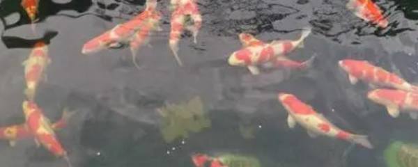 容易受涝的洼地种什么