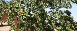 膨化苹果脯怎么加工，需经历选料、硬化、糖煮、膨化等步骤