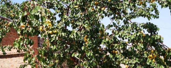 膨化苹果脯怎么加工，需经历选料、硬化、糖煮、膨化等步骤