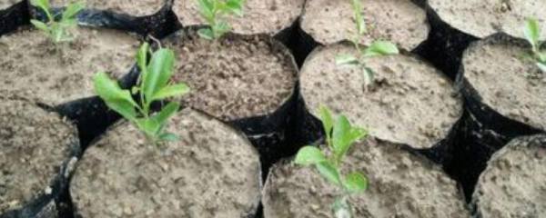 熟茯苓是如何加工出来的，制作过程详解