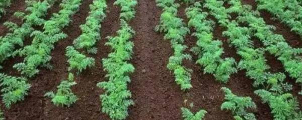 如何在大棚中种植有机蔬菜