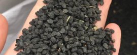收获山药的方法，拔除秧苗后再用铁锹铲出根部