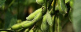 车厘子树什么时候种植，最佳种植时间