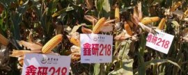 鲅鱼的生活水域，在我国分布于渤海、黄海、东海