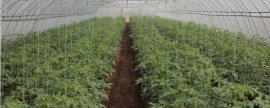 申科糯191玉米种子特征特性，密度3500株/亩左右