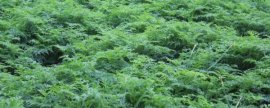 1号鱼钩和2号鱼钩哪个更大，在钩型一致的情况下后者更大