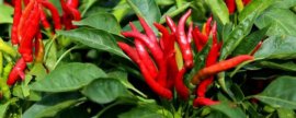 冬天可以种植朝天椒吗，现代人工大棚可以实现