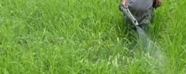 黄瓜节节有瓜怎么保留