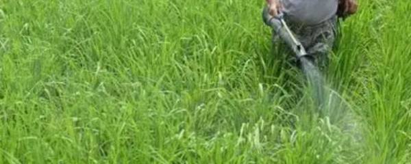 黄瓜节节有瓜怎么保留