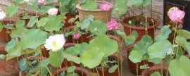 芍药是什么花