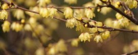 芍药花叶子干枯了是什么原因